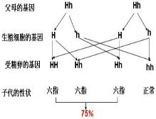 六指|人类六指是由显性基因控制的吗？如果是，为什么较少有六指人。